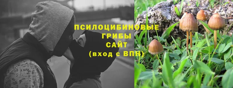 Галлюциногенные грибы Psilocybe  где купить наркоту  Олонец 